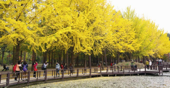 nami island korea