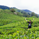 BOH Tea Centre Sungai Palas Cameron Highlands