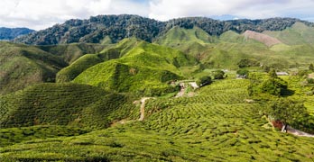 things to do in cameron highlands
